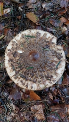 Chlorophyllum olivieri