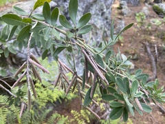 Indigofera cytisoides