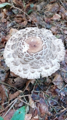 Chlorophyllum olivieri