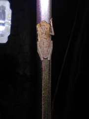 Osteocephalus oophagus