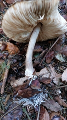 Chlorophyllum olivieri