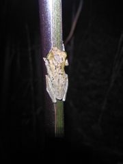 Osteocephalus oophagus