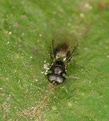 Eulophidae