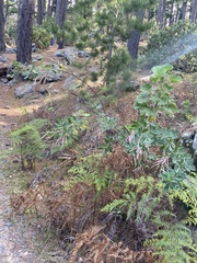 Indigofera cytisoides