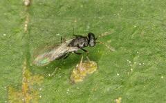 Eulophidae