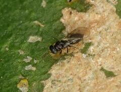 Eulophidae