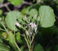 Pterostemon rotundifolius