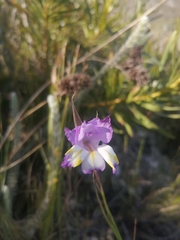 Gladiolus rogersii