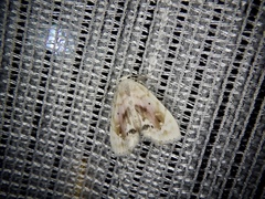 Holocryptis nymphula