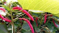 Acalypha hispida