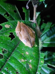 Boana calcarata