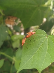 Dysdercus cingulatus