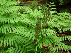 Osmunda regalis