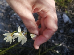 Hesperantha