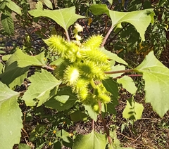 Xanthium orientale italicum
