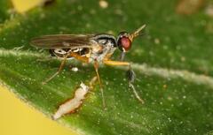 Anaphalantus longicornis