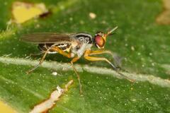 Anaphalantus longicornis