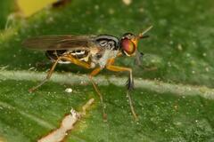 Anaphalantus longicornis