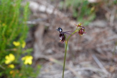 Caleana major
