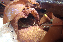 Chondracanthus exasperatus