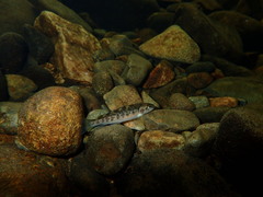 Salmo salar