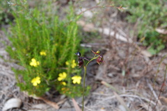 Caleana major