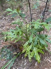 Stenocarpus sinuatus