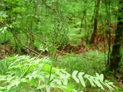 Osmunda regalis
