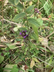 Prunella vulgaris