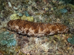 Holothuria fuscocinerea