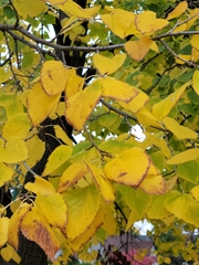 Ulmus americana
