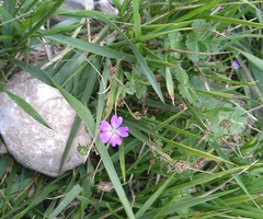 Geranium pyrenaicum