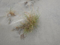 Deschampsia cespitosa cespitosa