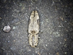 Cryptalaus larvatus pini