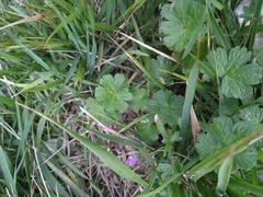 Geranium pyrenaicum