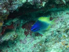 Chromis limbaughi