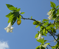 Brugmansia suaveolens