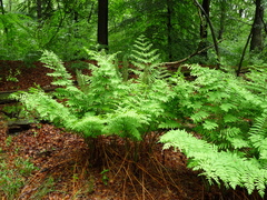 Osmunda regalis