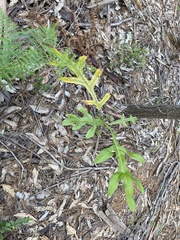 Stenocarpus sinuatus