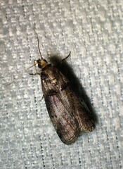Acrobasis