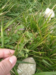Geranium pyrenaicum