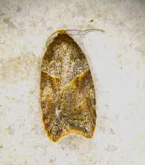 Acleris maccana