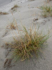 Deschampsia cespitosa cespitosa