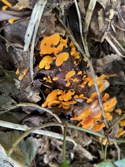 Favolaschia claudopus