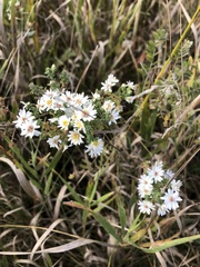 Symphyotrichum ericoides