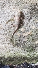 Tarentola mauritanica