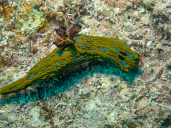Tambja abdere