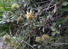 Sideritis hyssopifolia