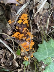 Favolaschia claudopus