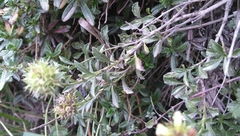 Sideritis hyssopifolia